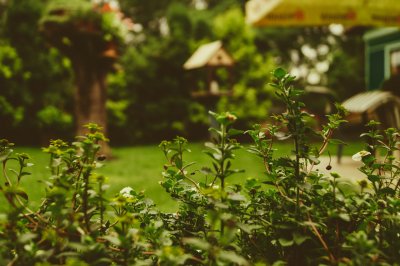 De perfecte tuin: tips voor een gezellige buitenruimte
